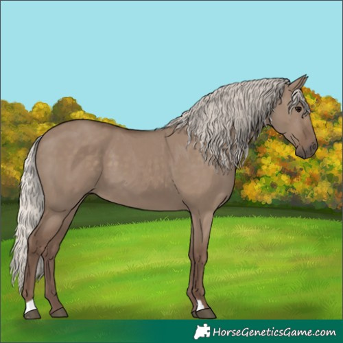 Horse Color:Silver Grullo