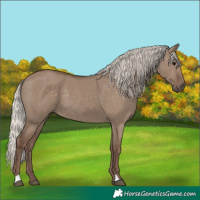 Horse Color:Silver Grullo