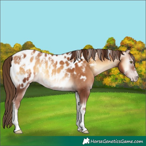 Horse Color:Powder White Gray Gold Champagne Onyx Appaloosa 