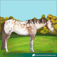 Horse Color:Powder White Gray Gold Champagne Onyx Appaloosa