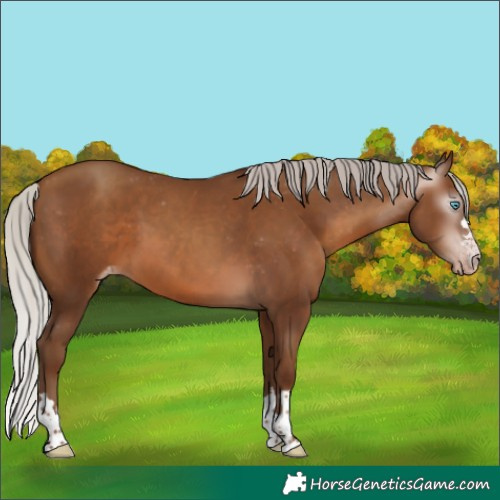 Horse Color:Gray Silver Sable Champagne Appaloosa 
