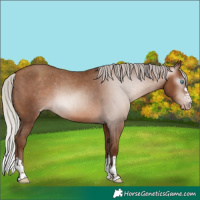 Horse Color:Gray Silver Sable Champagne Appaloosa