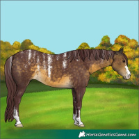 Horse Color:Powder White Chocolate Buckskin