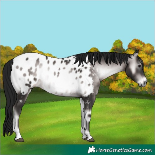 Horse Color:Gray Platinum Brown Onyx Appaloosa