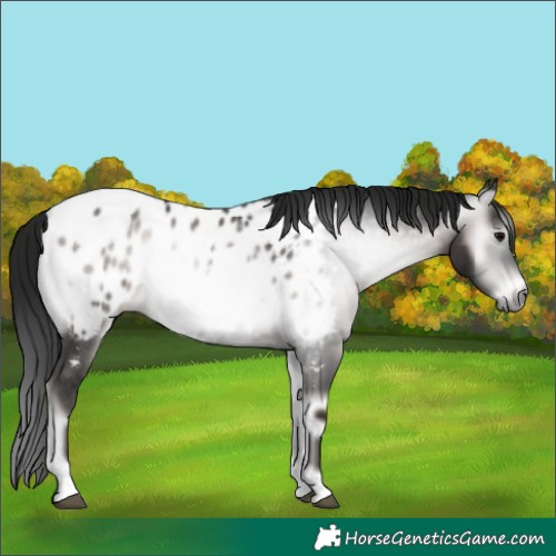 Horse Color:Gray Platinum Brown Onyx Appaloosa 