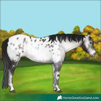 Horse Color:Gray Platinum Brown Onyx Appaloosa 