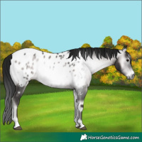 Horse Color:Gray Platinum Brown Onyx Appaloosa