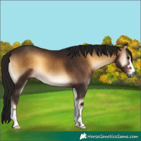 Horse Color:Gray Bay Onyx 