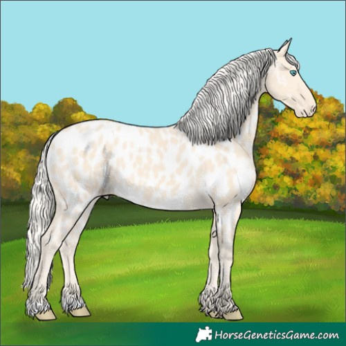 Horse Color:Cremello Appaloosa