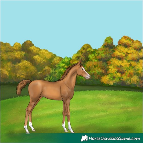 Horse Color:Gray Gold Champagne