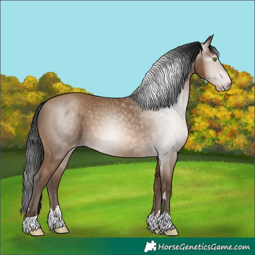 Horse Color:Gray Amber Champagne 