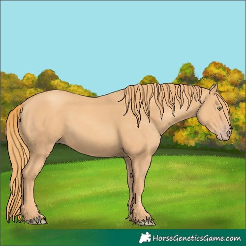 Horse Color:Gold Champagne 