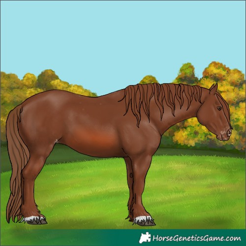 Horse Color:Chestnut Appaloosa
