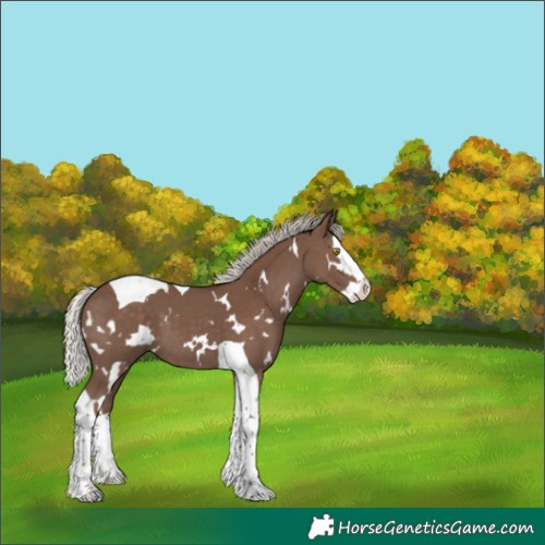 Horse Color:White Spotted Silver Black Splash Tobiano 