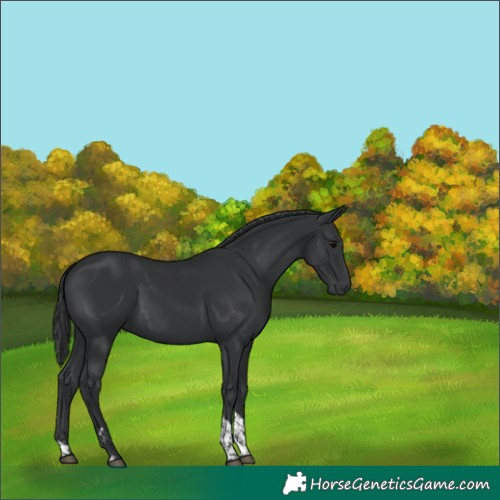 Horse Color:Black Tobiano