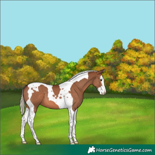 Horse Color:Chestnut Splash Tobiano