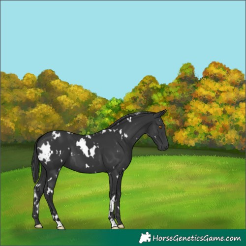 Horse Color:White Spotted Black 