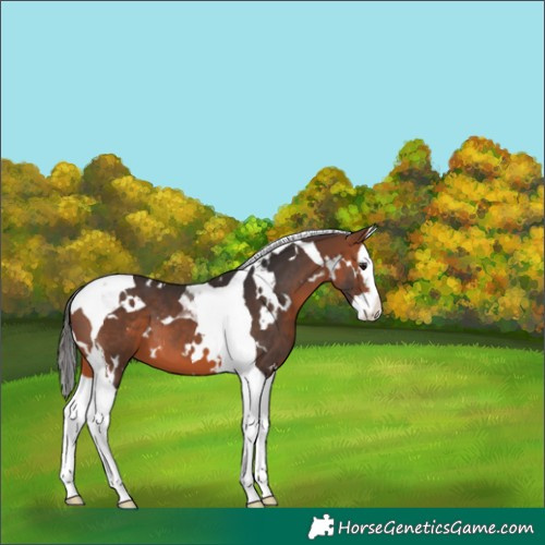 Horse Color:White Spotted Bay Splash Tobiano 