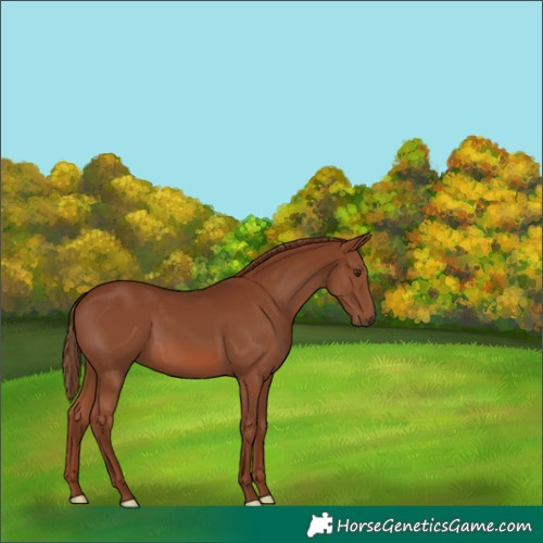 Horse Color:Chestnut 
