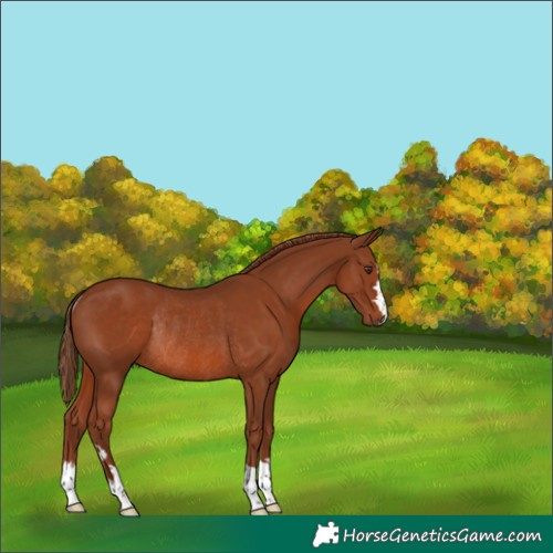 Horse Color:Chestnut Rabicano 