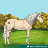 Horse Color:Gold Cream Champagne Splash