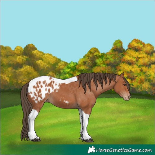 Horse Color:Bay Tobiano Appaloosa 