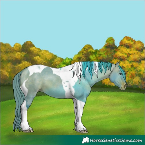 Horse Color:Watercolor Bay Dun Tobiano Appaloosa