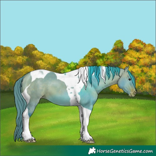 Horse Color:Watercolor Bay Dun Tobiano Appaloosa 