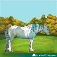 Horse Color:Watercolor Bay Dun Tobiano Appaloosa