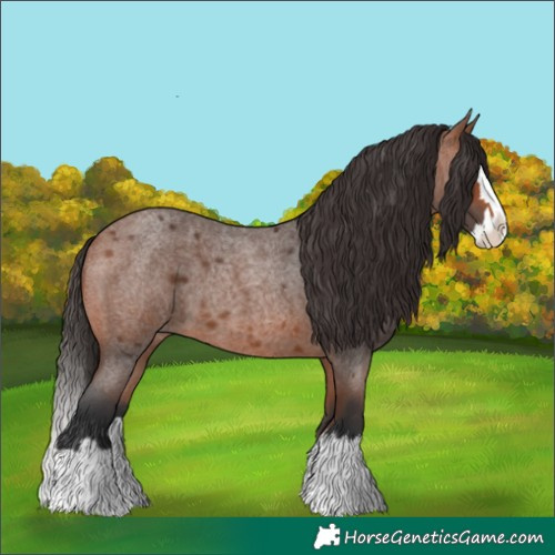 Horse Color:Bay Roan Splash 