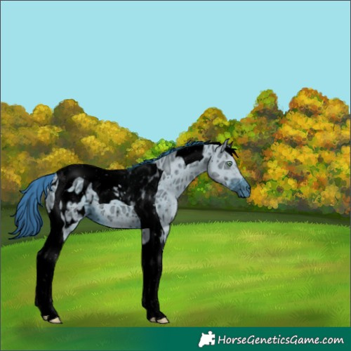 Horse Color:ERROR: UNKNOWN ANOMALY
