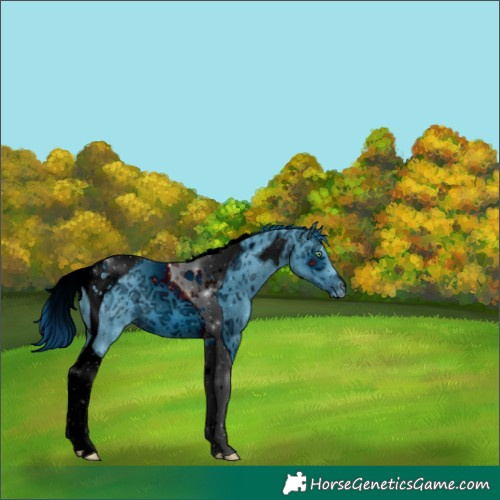 Horse Color:ERROR: UNKNOWN ANOMALY