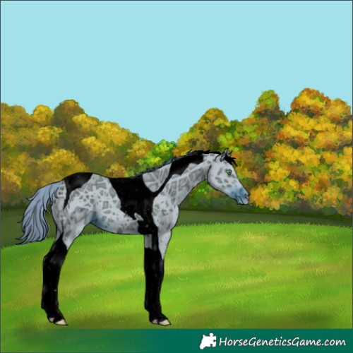 Horse Color:ERROR: UNKNOWN ANOMALY