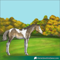 Horse Color:White Spotted Silver Buckskin Dun Mushroom Splash Tobiano Rabicano 