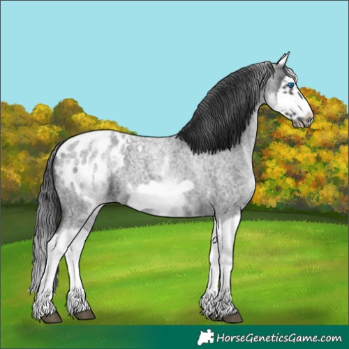 Horse Color:White Spotted Blue Roan Splash Frame Appaloosa 