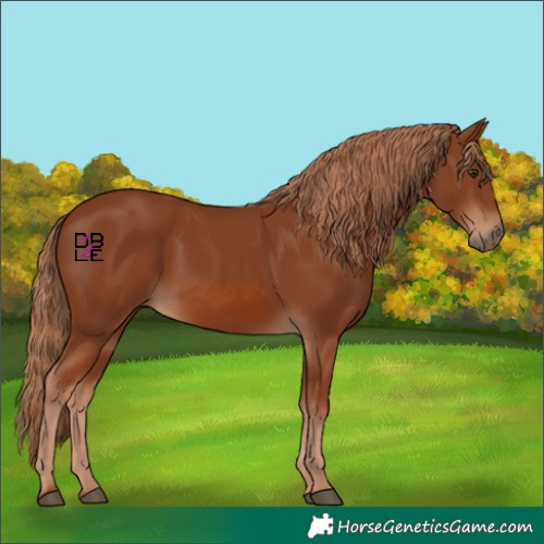 Horse Color:Chestnut 