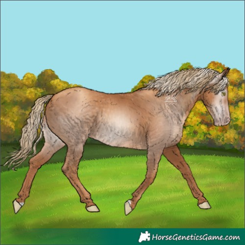 Horse Color:Gray Gold Champagne 