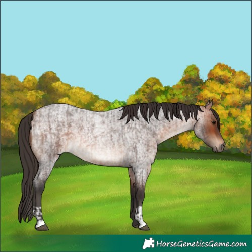 Horse Color:Brown Roan and Bay Roan