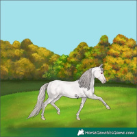 Horse Color:Platinum Gold Champagne Roan
