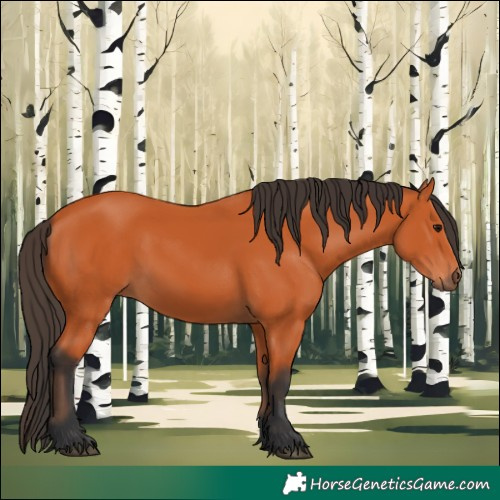 Horse Color:Bay 