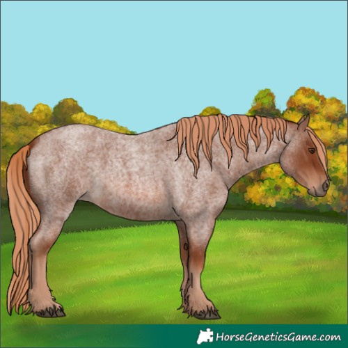 Horse Color:Red Roan
