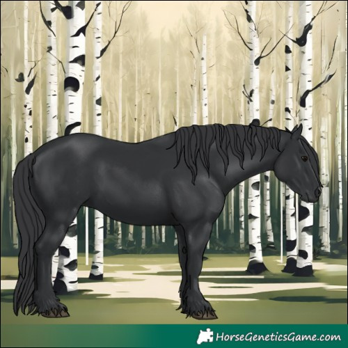 Horse Color:Black 