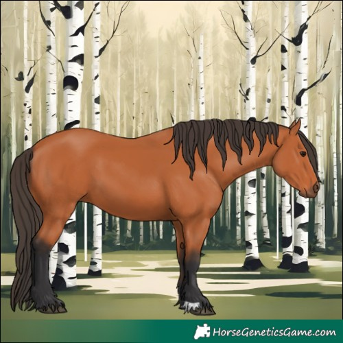 Horse Color:Bay 