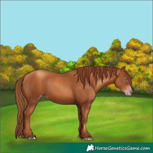 Horse Color:Gray Gold Champagne 