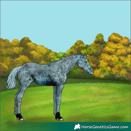 Horse Color:ERROR: UNKNOWN ANOMALY