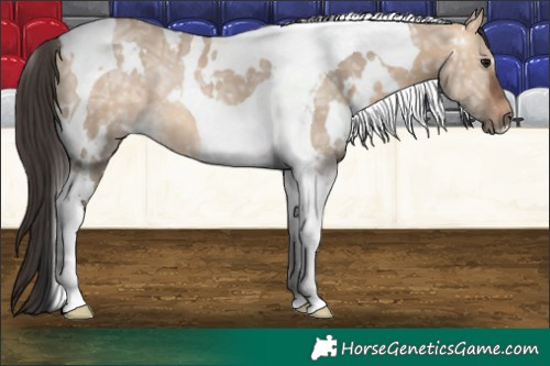 Horse Color:White Spotted Bay Ice Dun Tobiano 