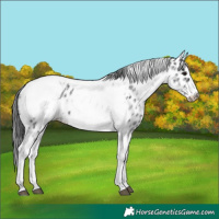 Horse Color:White Spotted Black Splash Tobiano Frame Appaloosa 