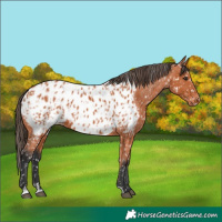 Horse Color:Bay Near Leopard  and Bay Near Leopard 