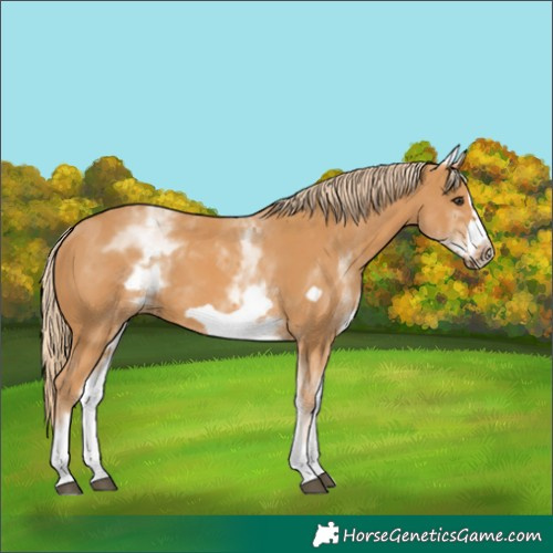 Horse Color:White Spotted Chestnut Frame 