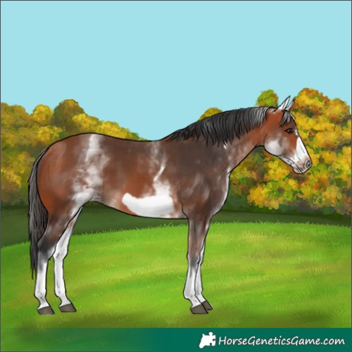 Horse Color:White Spotted Bay Frame 